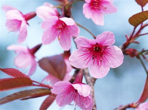 招桃花的花